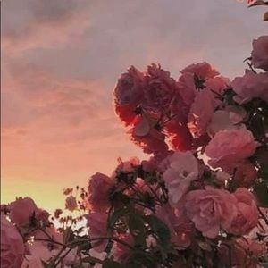 Meet your Posher, Daphne